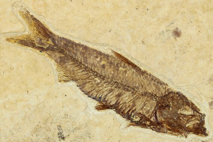 Detailed Fossil Fish (Knightia) - Wyoming #330798